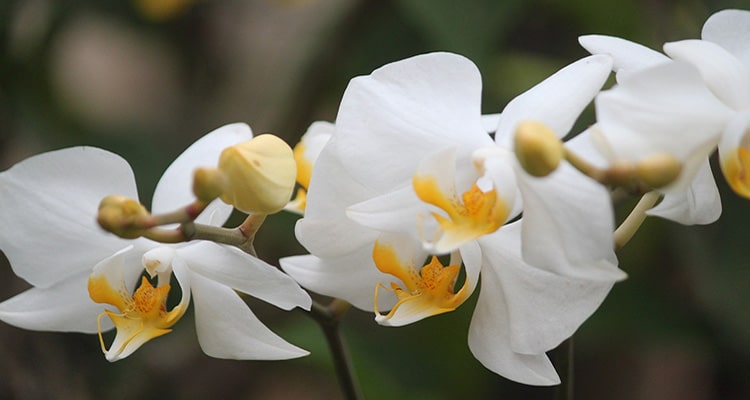Единственный в мире музей орхидей