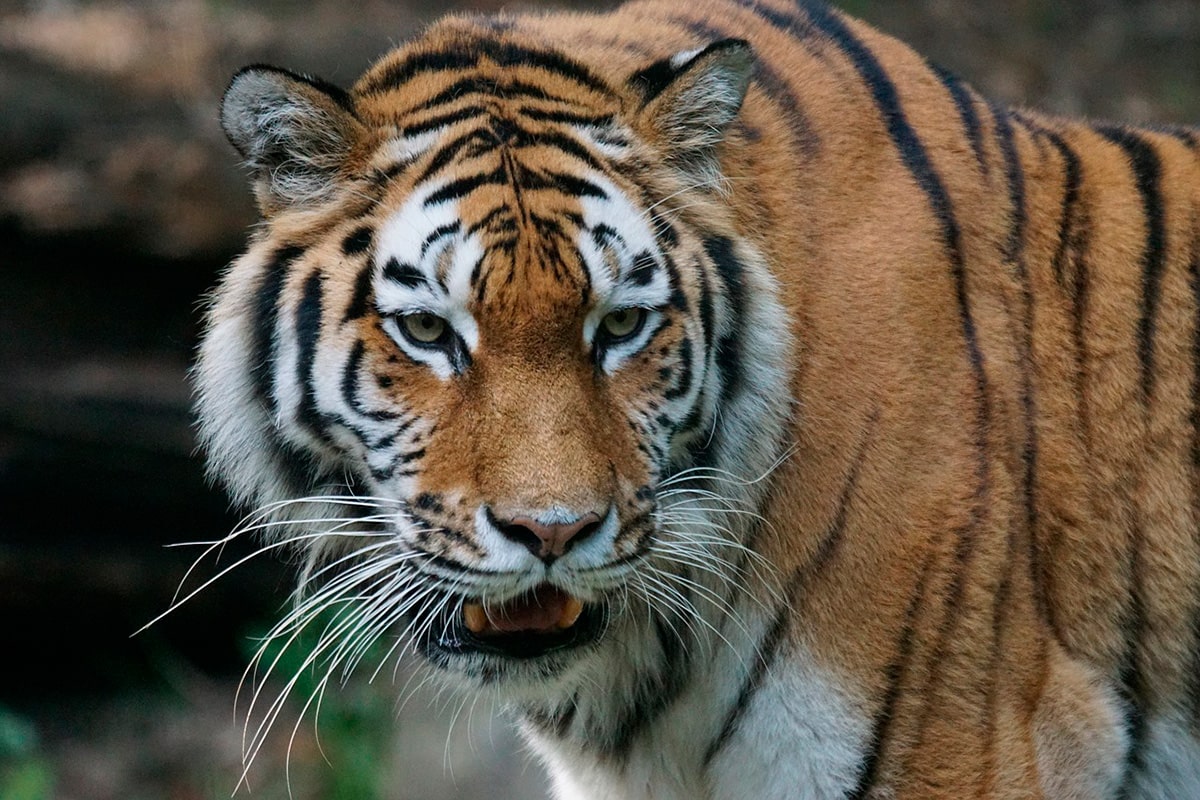 Амурский тигр (он же уссурийский, сибирский или дальневосточный) — самый северный тигр. Занесён в Красную книгу.