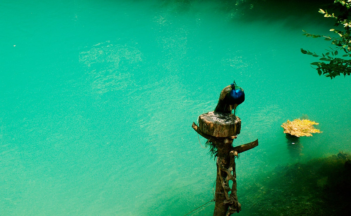 По дороге Вас ждёт небольшое Голубое озеро, с удивительным цветом воды и павлинами на берегу.