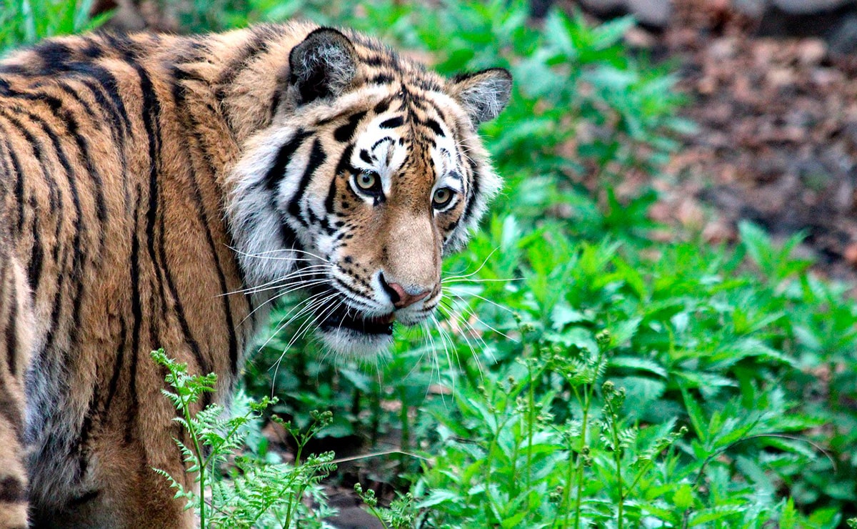 Сихотэ-Алинь — родина амурского тигра, одного из самых больших представителей семейства кошачьих. Его шерсть гуще, чем у тигров, живущих в тёплых районах, а его окрас светлее. Уши очень короткие.