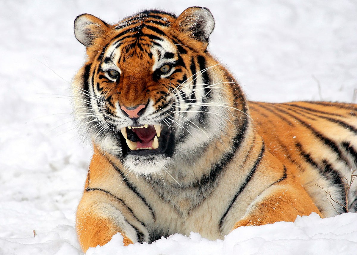 Это единственный подвид тигра, представители которого имеют на брюхе пятисантиметровый слой жира, защищающий от леденящего ветра при крайне низких температурах.