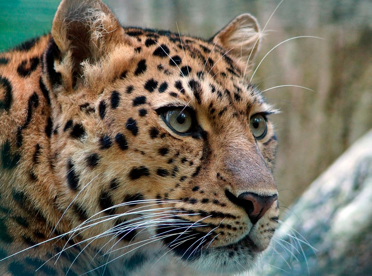 В предгорьях Сихотэ-Алиня обитает эндемик — дальневосточный леопард. Это самый редкий из подвидов леопарда.