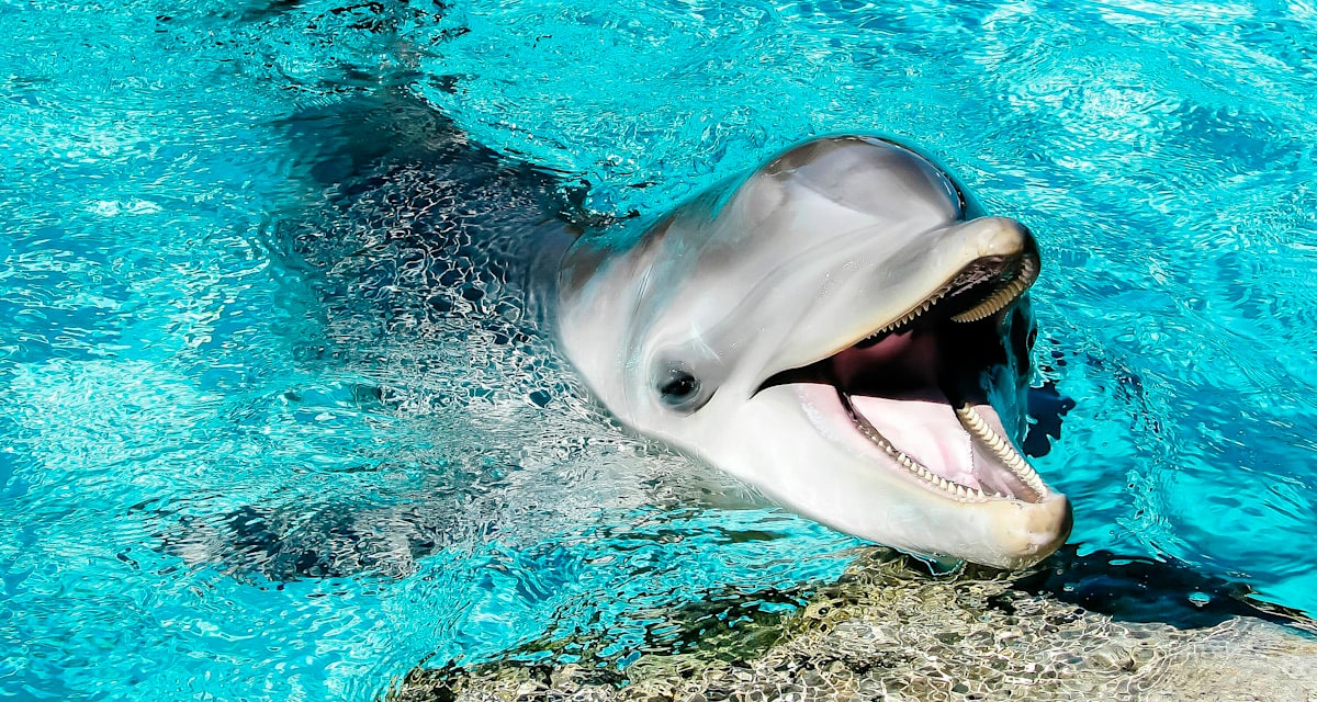 Где можно увидеть дельфинов в России в естественной среде обитания?