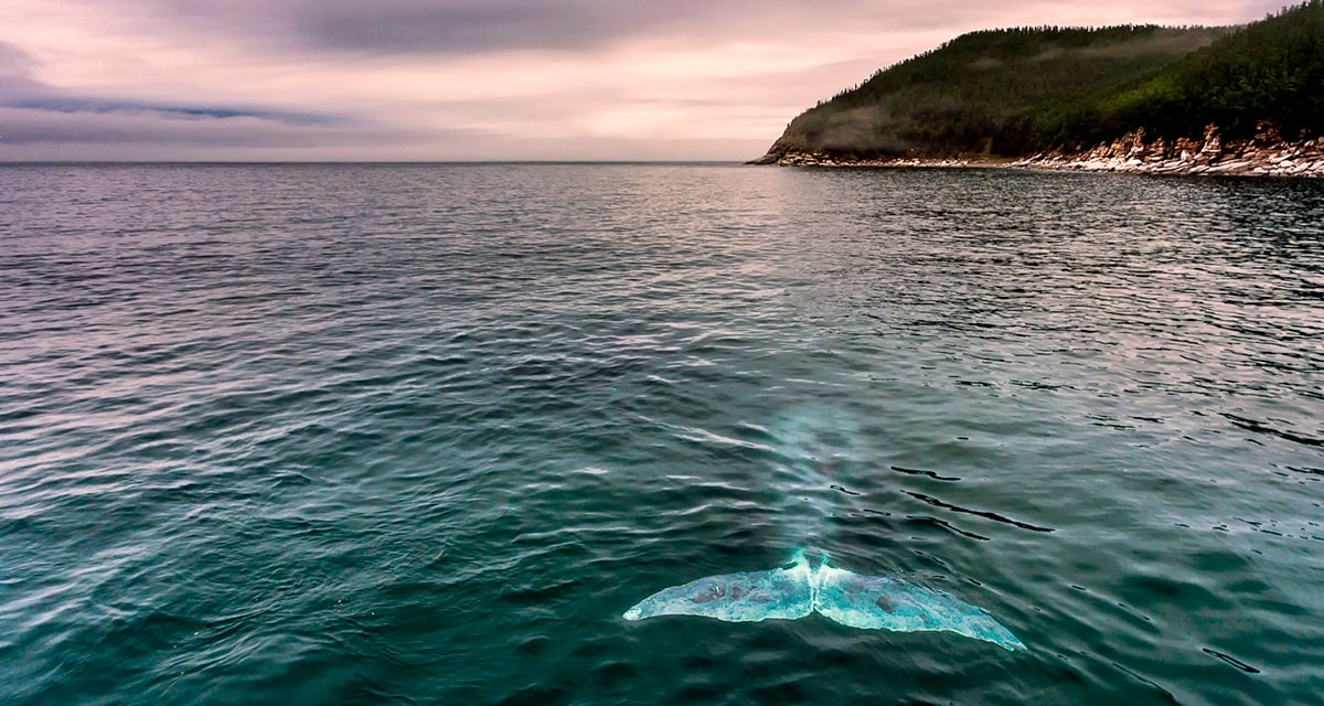 Шантарские острова: место встречи с китами