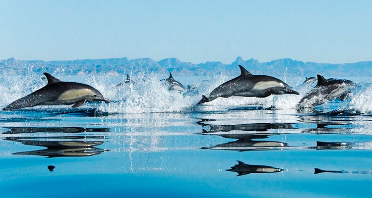 Где живут дельфины