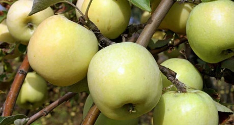 Лучшие «Антоновские яблоки» соберут в Ельце